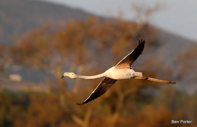 Medio día de observación de aves alrededor de Faro - Foto 3