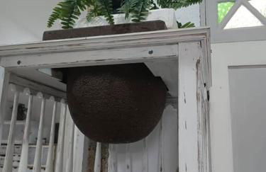 Apartamento Cabo Rubio - Foto 21