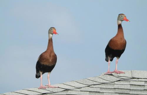 The Lake House on Lake Rosalie - Foto 12