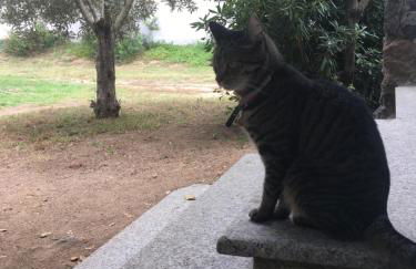 Residence Cort'e Accas - Foto 43