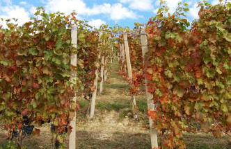 Agriturismo 'd Rainè - Foto 17