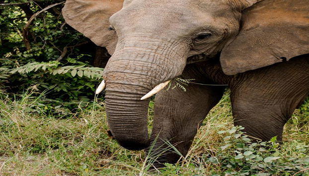 Santuario degli Elefanti Ethic - Tour di mezza giornata - Foto 5