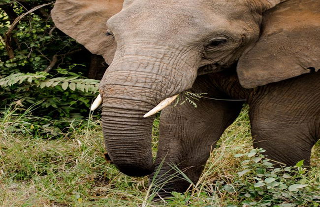 Santuario degli Elefanti Ethic - Tour di mezza giornata - Foto 5