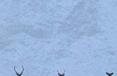 Ben Nevis Manor Lodge & Indoor Private Hot-Tub - Photo 3