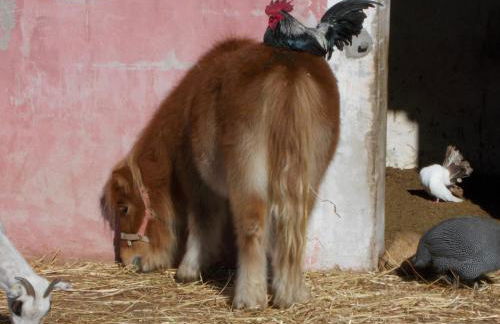 La Fattoria Delle Tartarughe - Foto 56