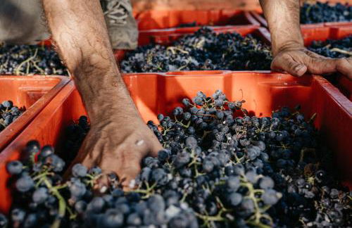 Il Querciolo - Azienda biologica, Agriturismo e Cantina - Foto 56