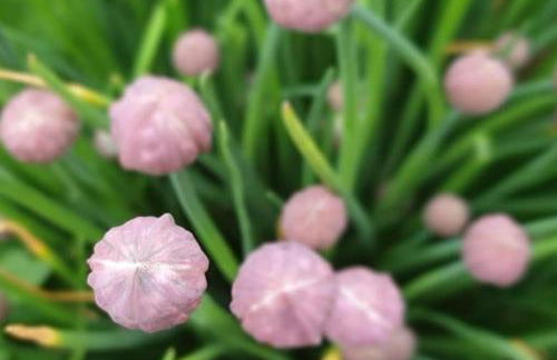 Oma Lina Haus - 4 SZ 2 Bäder großer Garten und Infrarot-Sauna - Photo 17