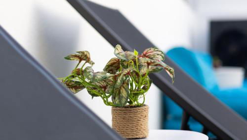 Casa Férias com Piscina Aquecida e Suítes Privadas - Foto 4, Garden, Garden view