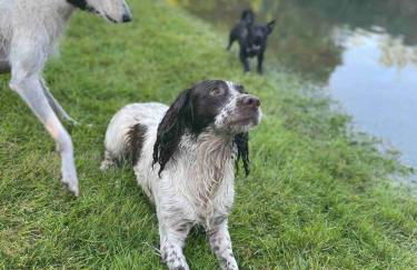 Lower Buckton Country Living Big House near Ludlow 6 bedrooms sleep 12 - Foto 24
