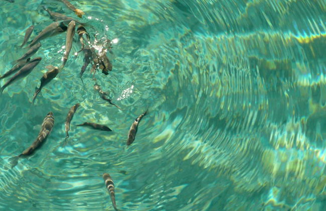 Dia Island Day Trip - Foto 5