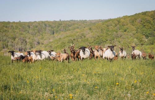 Schäfer's Ferienhof Michaelsberg - Foto 57