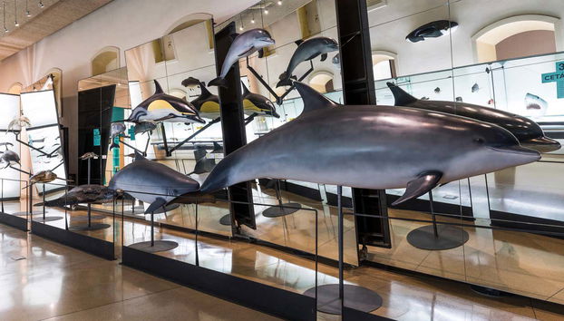 MUNA Museum Tickets + Teide National Park Audio Guide - Foto 4