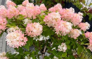 Domki Apartamentowe Orłówka - Photo 26