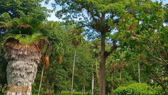 Day Trip to Cienfuegos Botanical Garden - Foto 4