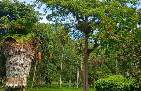 Excursão ao Jardim Botânico de Cienfuegos - Foto 4