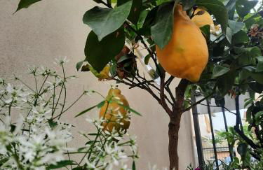 Residence il Capodoglio - Foto 40