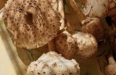 Studio apartment in Mali Losinj with terrace, air conditioning, WiFi, washing machine 4913-2 - Foto 17