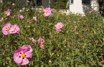 Wine Country Bungalow - Foto 26