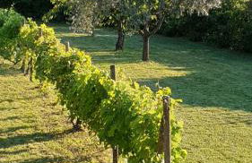 le Gecko en Provence - Foto 39