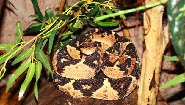 The reptile area houses numerous snakes
