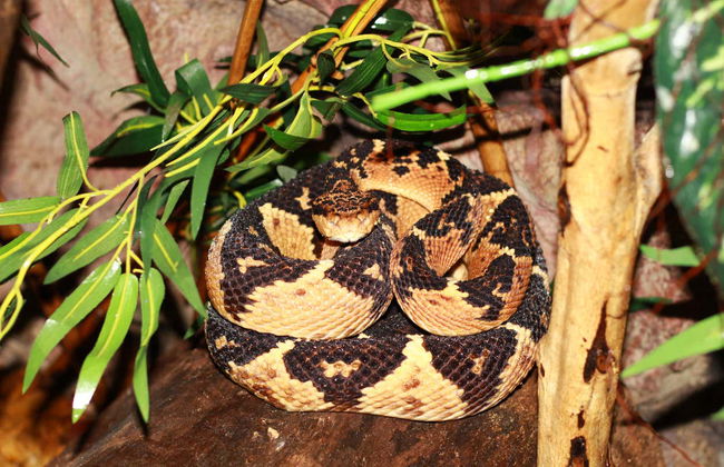 Visita guiada por Ecopark - Foto 5