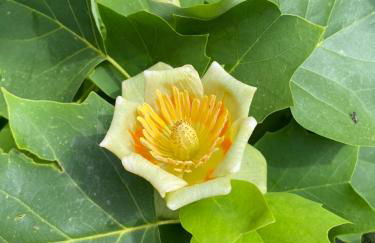 Maison au calme piscine mer au coeur de la nature U Nuciolu - Foto 39