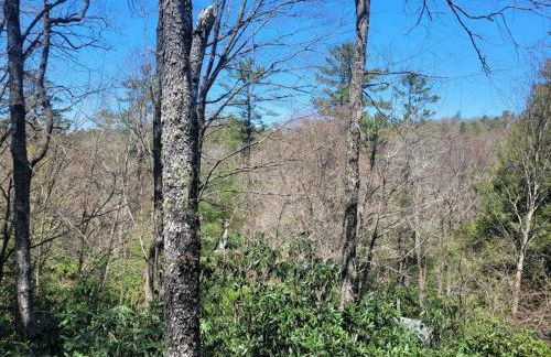 The Spotted Owl - Foto 2