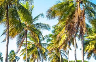 Refugios Parajuru - Chalet la Garagem - Photo 44