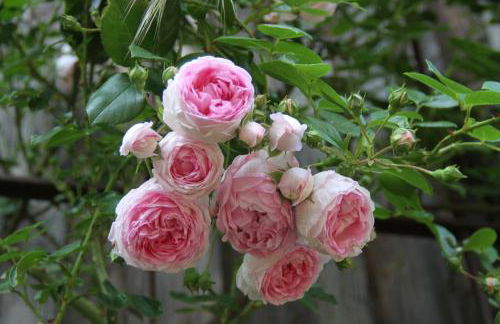 Ferienhaus Am Untergut in der Klingelstraße - Foto 12