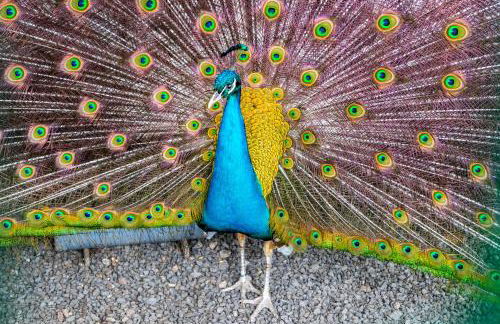 Quinta da Paz Azores - Photo 15