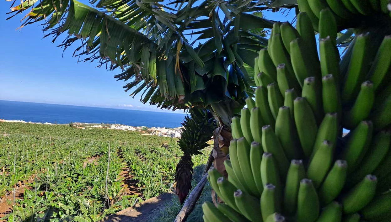 Banana World Guided Tour - Foto 1