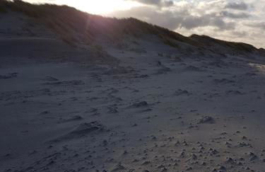 Sonnenstrahl im Küstenwald - Foto 19