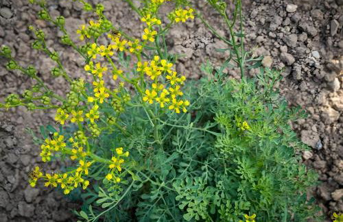 Traditional House in Velies - Foto 14