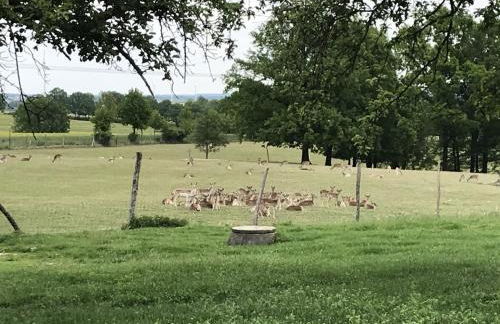 Familie Nahrstedt Wildblick - Foto 24