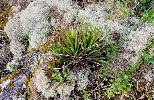 Chalé do Lopo - Photo 75