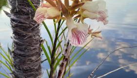 PousadafaroldoRionegro - Foto 5