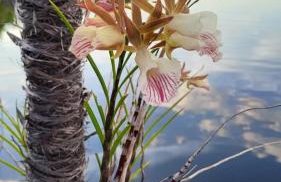 PousadafaroldoRionegro - Foto 5