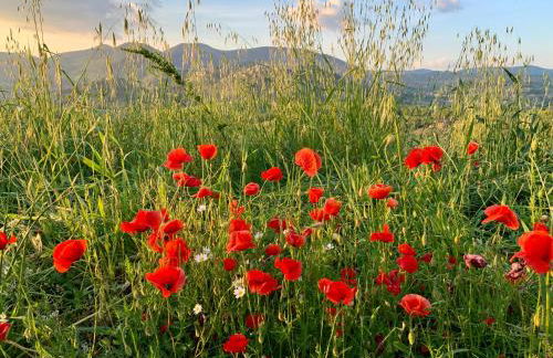 Agriturismo La Terrazza su Farfa - Foto 13