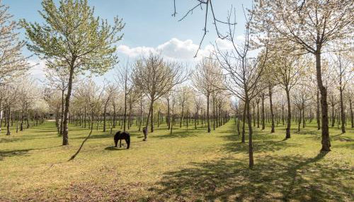 Agriturismo Il Giardino dei Ciliegi - Foto 4