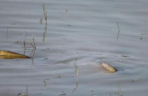 MONTE DO SALTO DA RAPOSA - Foto 38
