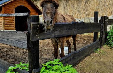 Alpakowy raj - Foto 51