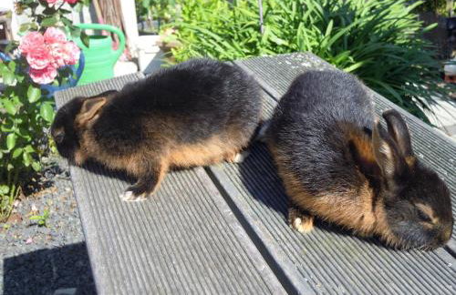 Ferienwohnung Wilpert - Foto 19
