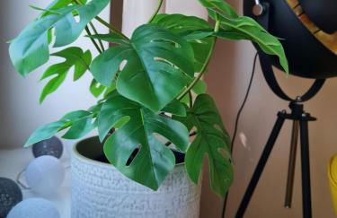 Am Achterwasser DORF 12 - Foto 25