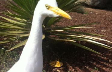 Volcano View - Photo 46