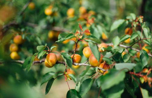 Agriturismo Il Querciolo - Photo 18