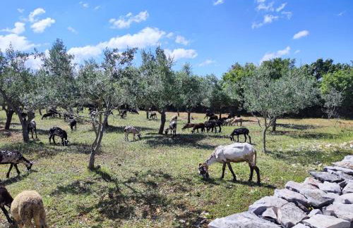 Holiday Home Respira - Foto 50