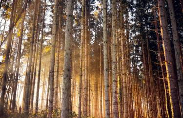 Ferienwohnung Sommerwind - Foto 28