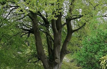 The Beeches - Foto 1