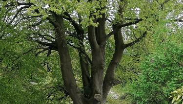 The Beeches - Foto 1