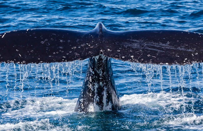 Whale Watching Cruise - Photo 1